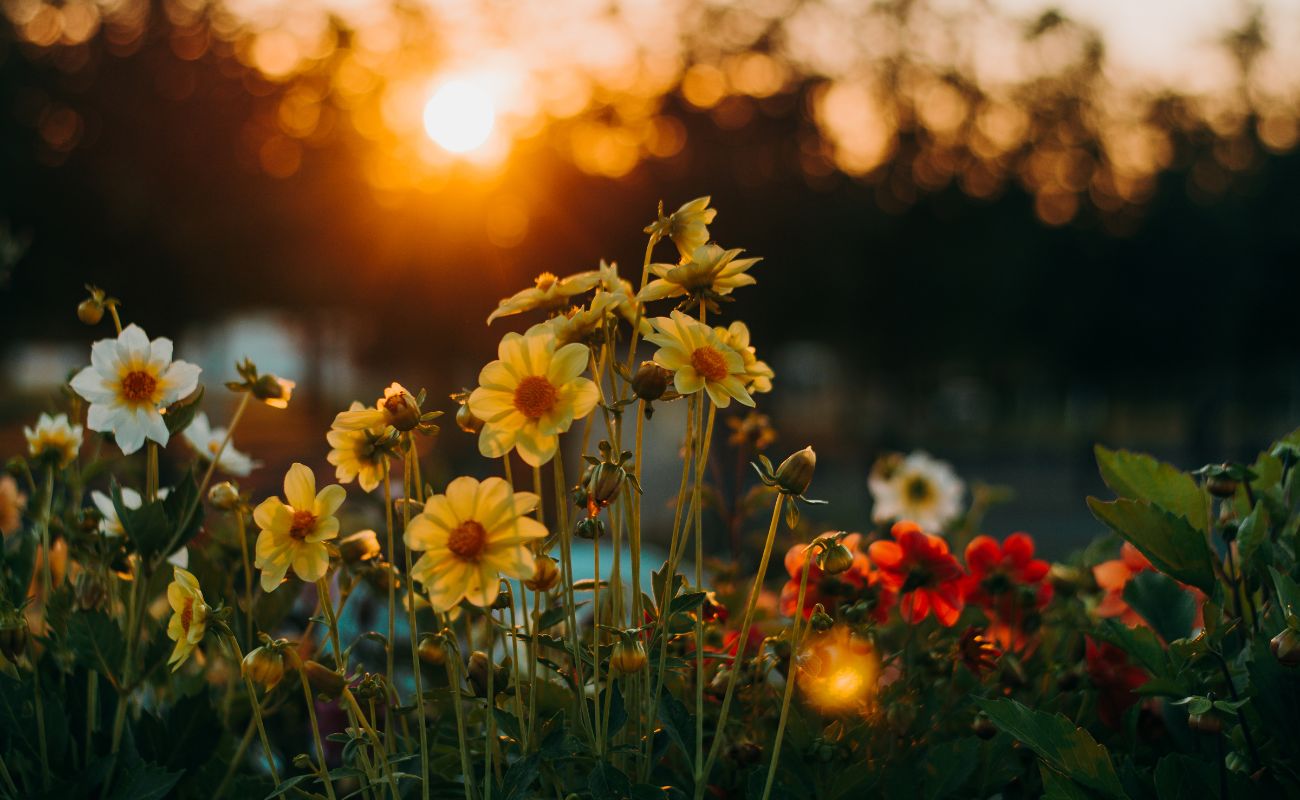 Flower Names for Girls