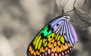 Fluttering Fun: 50 Free Printable Butterfly Coloring Pages