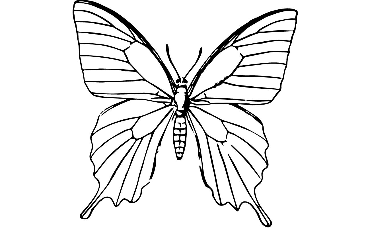 Butterfly Coloring Pages