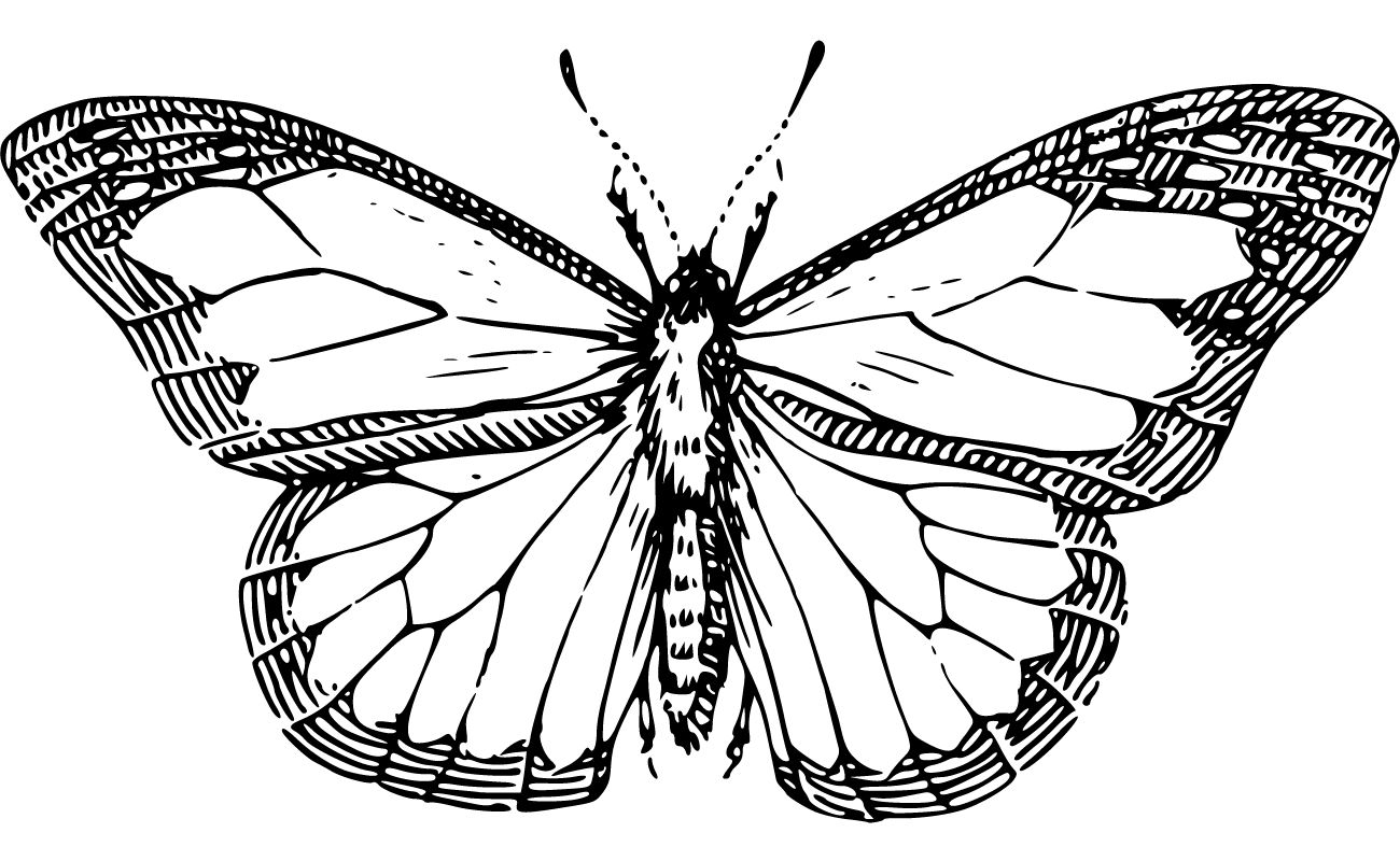 Butterfly Coloring Pages